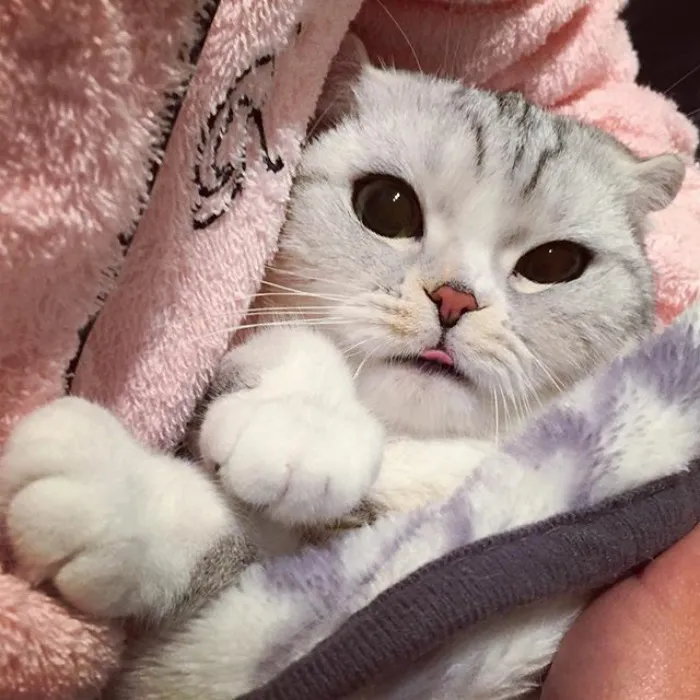 Meet Hana, A Japanese Kitty With Incredibly Big Eyes Who Is Taking Instagram By Storm