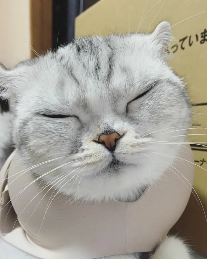 Meet Hana, A Japanese Kitty With Incredibly Big Eyes Who Is Taking Instagram By Storm