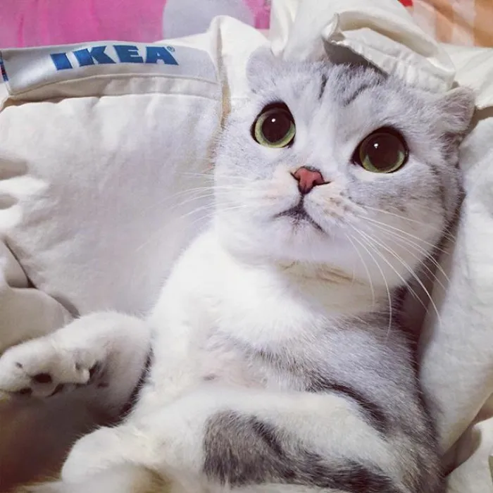 Meet Hana, A Japanese Kitty With Incredibly Big Eyes Who Is Taking Instagram By Storm