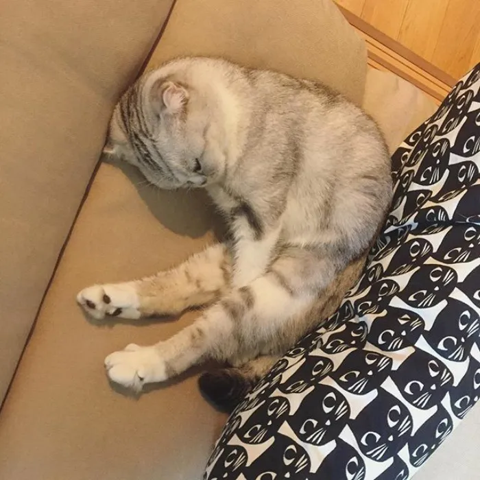 Meet Hana, A Japanese Kitty With Incredibly Big Eyes Who Is Taking Instagram By Storm