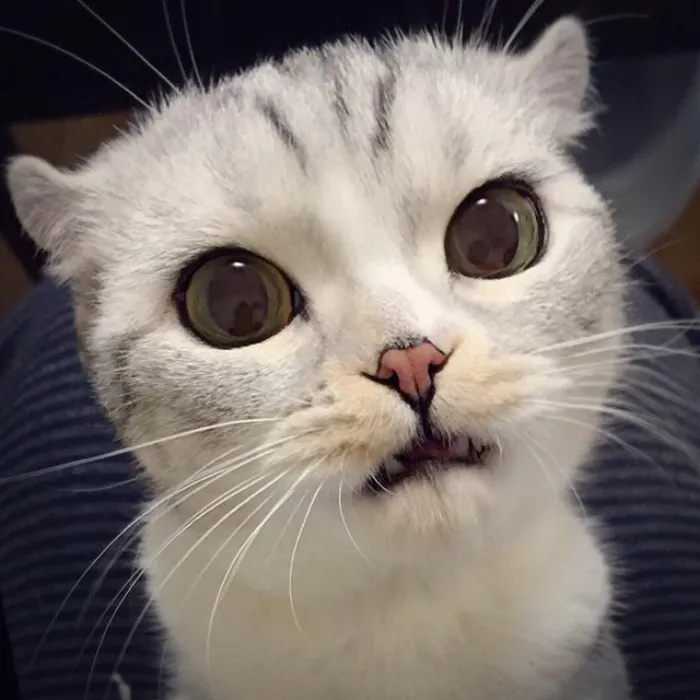 Meet Hana, A Japanese Kitty With Incredibly Big Eyes Who Is Taking Instagram By Storm