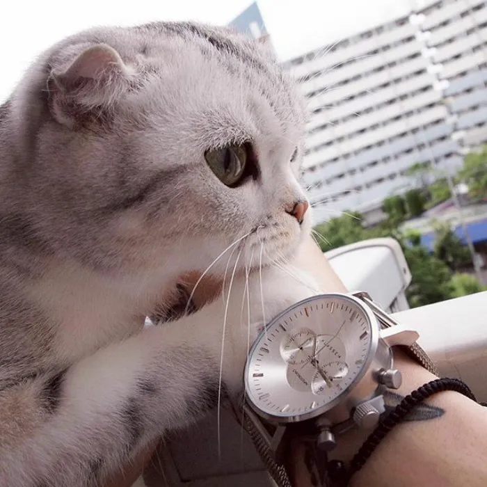 Meet Hana, A Japanese Kitty With Incredibly Big Eyes Who Is Taking Instagram By Storm