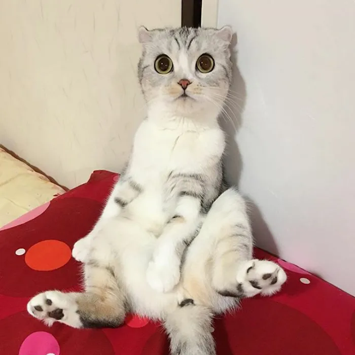 Meet Hana, A Japanese Kitty With Incredibly Big Eyes Who Is Taking Instagram By Storm