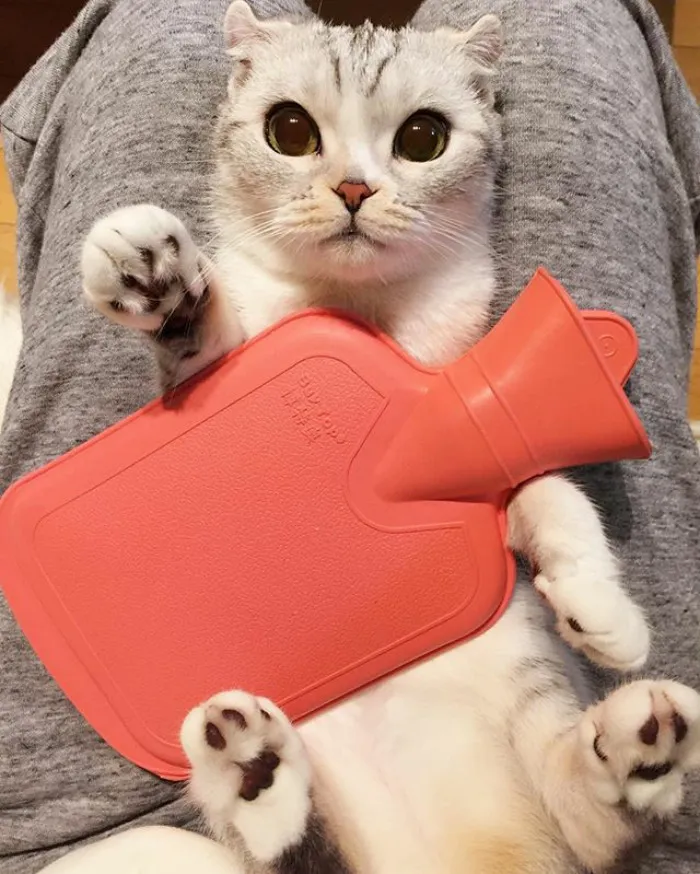 Meet Hana, A Japanese Kitty With Incredibly Big Eyes Who Is Taking Instagram By Storm