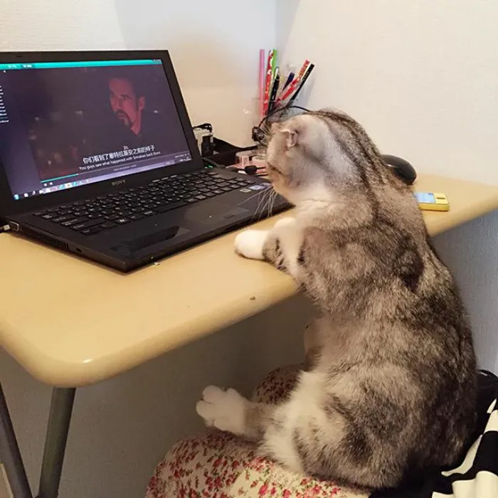 Meet Hana, A Japanese Kitty With Incredibly Big Eyes Who Is Taking Instagram By Storm