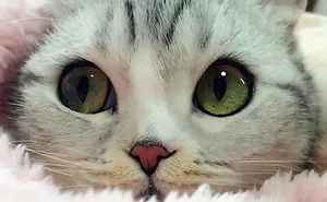 Meet Hana, A Japanese Kitty With Incredibly Big Eyes Who Is Taking Instagram By Storm