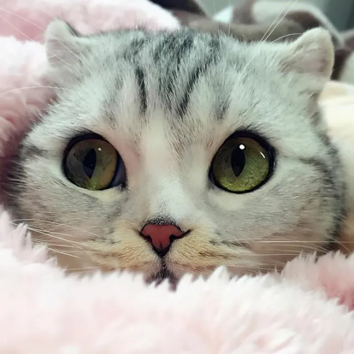 Meet Hana, A Japanese Kitty With Incredibly Big Eyes Who Is Taking Instagram By Storm