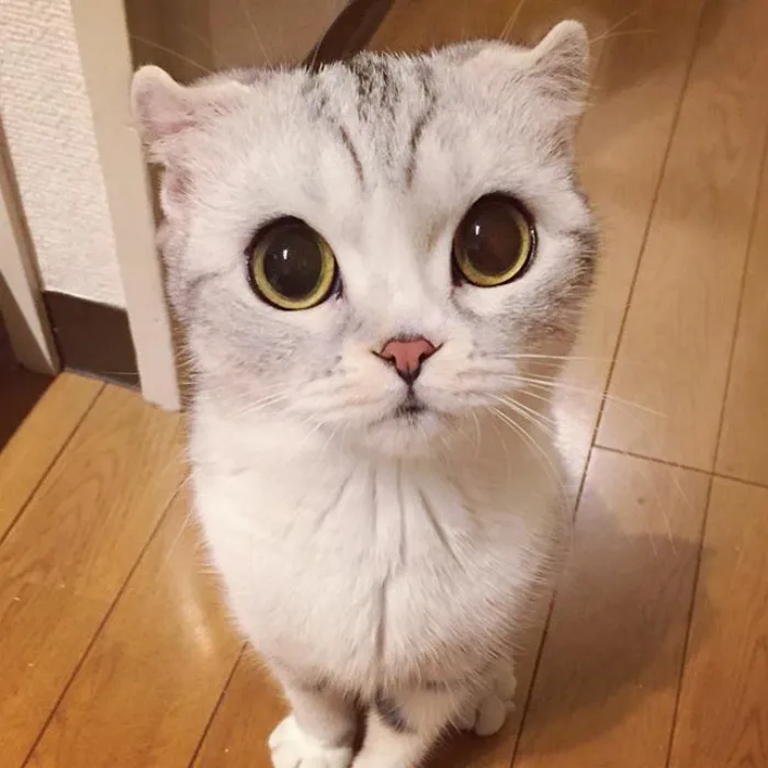 Meet Hana, A Japanese Kitty With Incredibly Big Eyes Who Is Taking Instagram By Storm