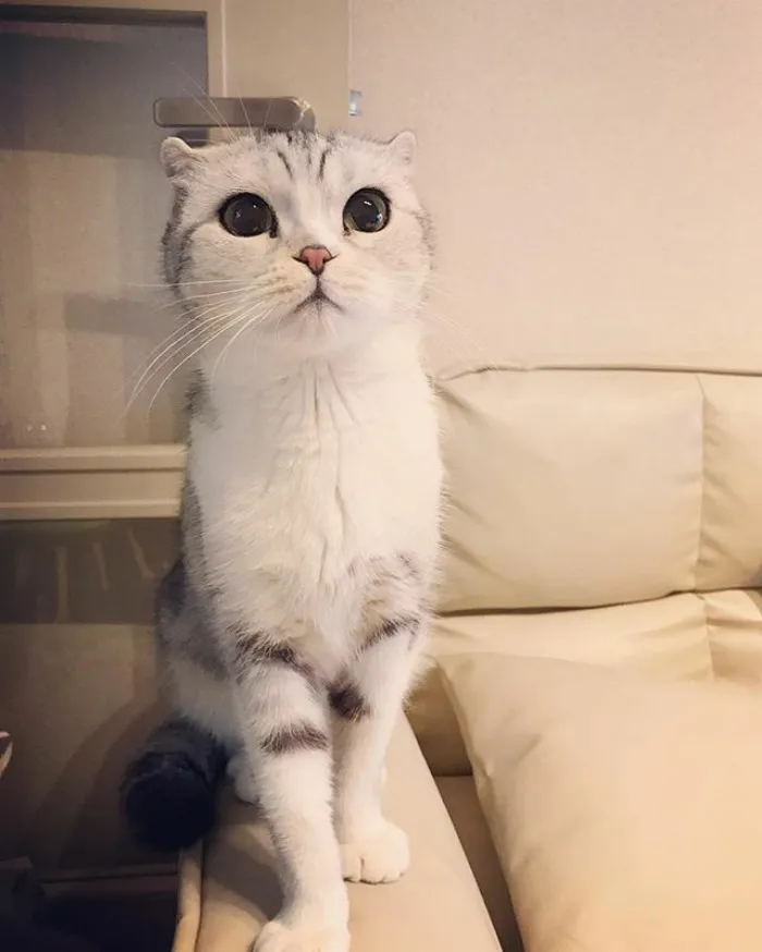 Meet Hana, A Japanese Kitty With Incredibly Big Eyes Who Is Taking Instagram By Storm