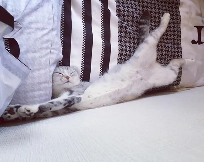 Meet Hana, A Japanese Kitty With Incredibly Big Eyes Who Is Taking Instagram By Storm