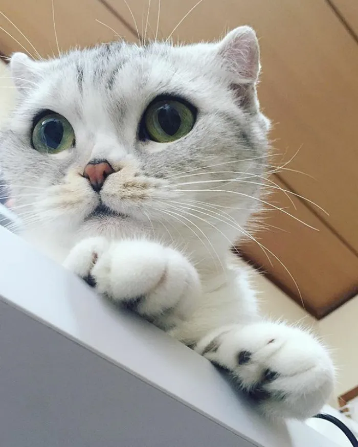 Meet Hana, A Japanese Kitty With Incredibly Big Eyes Who Is Taking Instagram By Storm