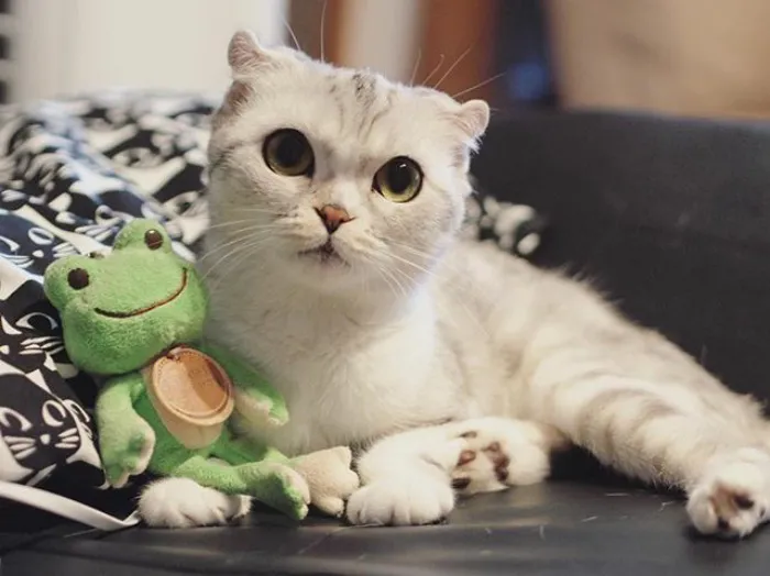Meet Hana, A Japanese Kitty With Incredibly Big Eyes Who Is Taking Instagram By Storm
