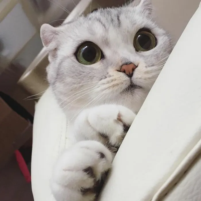 Meet Hana, A Japanese Kitty With Incredibly Big Eyes Who Is Taking Instagram By Storm