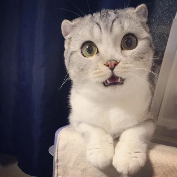 Meet Hana, A Japanese Kitty With Incredibly Big Eyes Who Is Taking Instagram By Storm