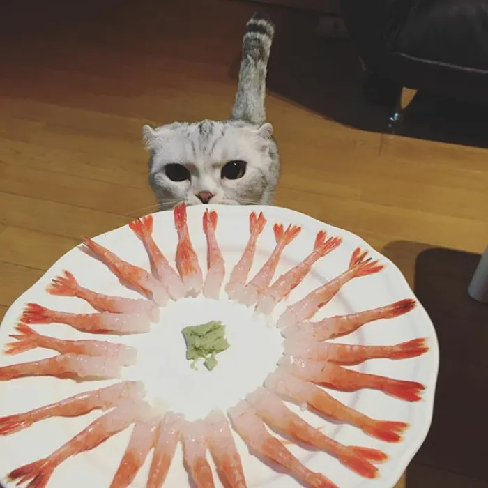 Meet Hana, A Japanese Kitty With Incredibly Big Eyes Who Is Taking Instagram By Storm