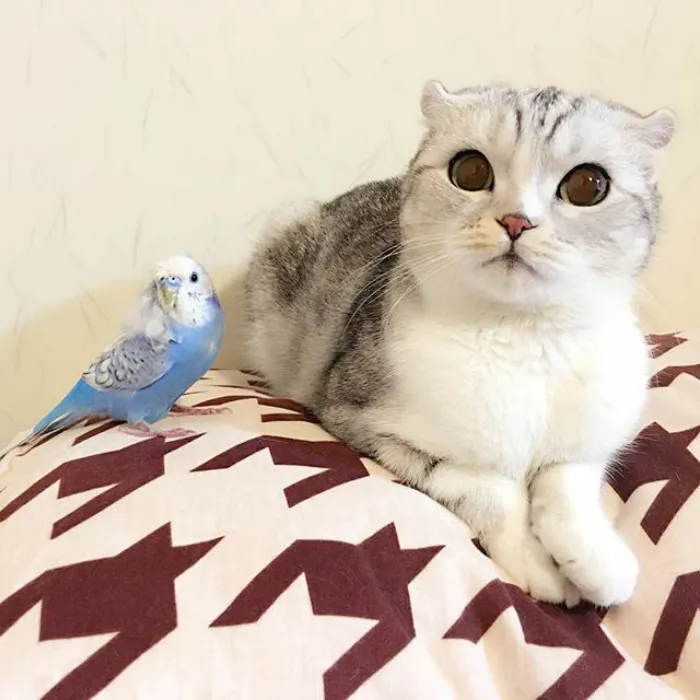 Meet Hana, A Japanese Kitty With Incredibly Big Eyes Who Is Taking Instagram By Storm