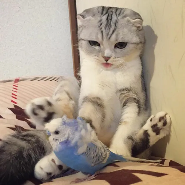 Meet Hana, A Japanese Kitty With Incredibly Big Eyes Who Is Taking Instagram By Storm