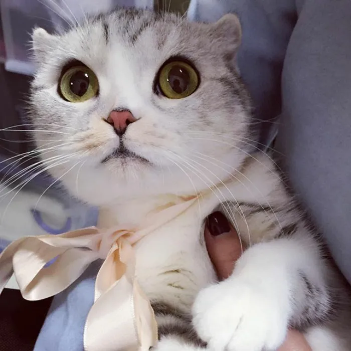 Meet Hana, A Japanese Kitty With Incredibly Big Eyes Who Is Taking Instagram By Storm