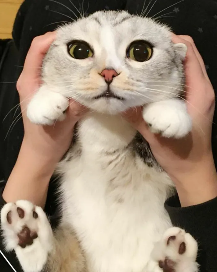 Meet Hana, A Japanese Kitty With Incredibly Big Eyes Who Is Taking Instagram By Storm