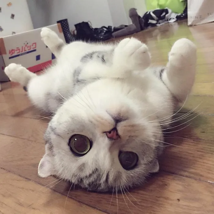 Meet Hana, A Japanese Kitty With Incredibly Big Eyes Who Is Taking Instagram By Storm