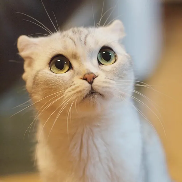 Meet Hana, A Japanese Kitty With Incredibly Big Eyes Who Is Taking Instagram By Storm