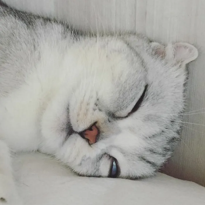 Meet Hana, A Japanese Kitty With Incredibly Big Eyes Who Is Taking Instagram By Storm