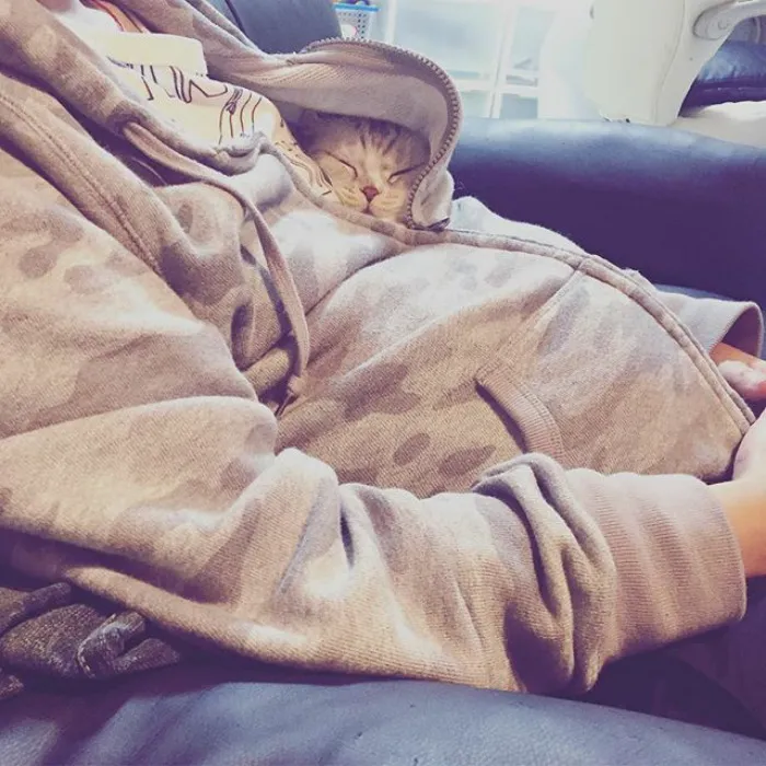 Meet Hana, A Japanese Kitty With Incredibly Big Eyes Who Is Taking Instagram By Storm