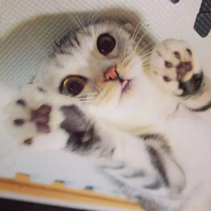 Meet Hana, A Japanese Kitty With Incredibly Big Eyes Who Is Taking Instagram By Storm