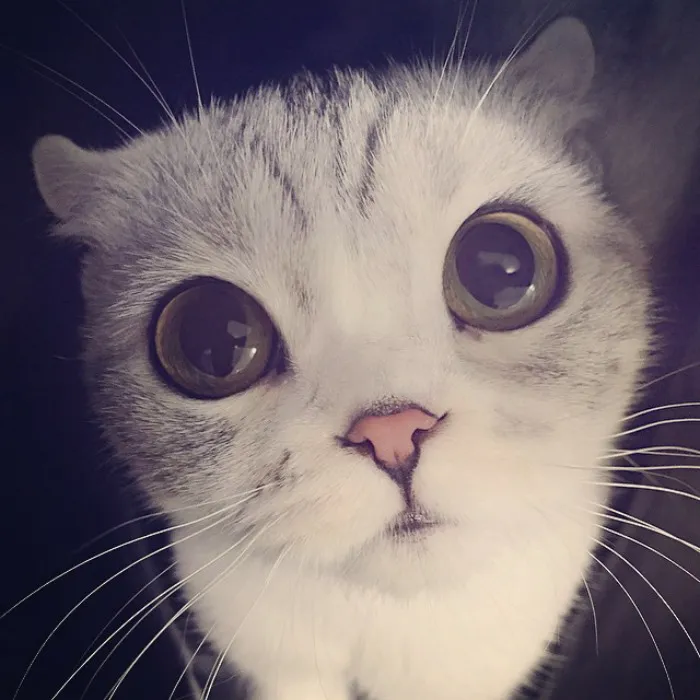 Meet Hana, A Japanese Kitty With Incredibly Big Eyes Who Is Taking Instagram By Storm