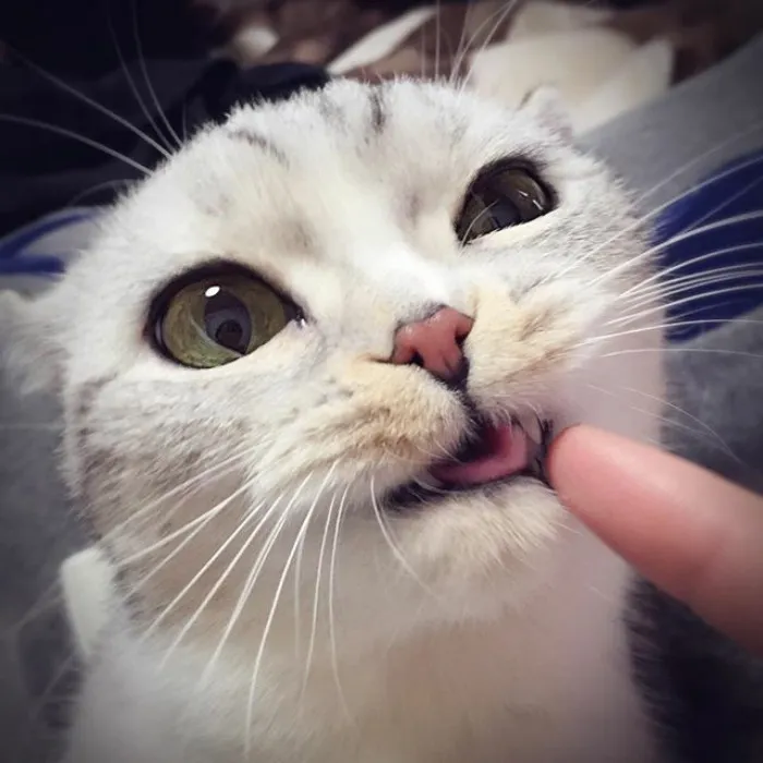 Meet Hana, A Japanese Kitty With Incredibly Big Eyes Who Is Taking Instagram By Storm