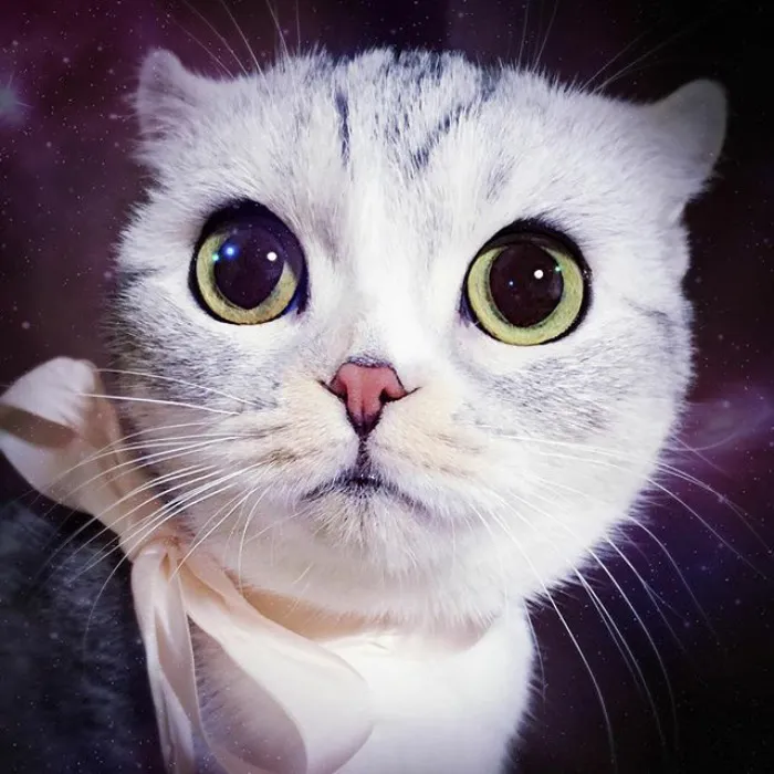 Meet Hana, A Japanese Kitty With Incredibly Big Eyes Who Is Taking Instagram By Storm