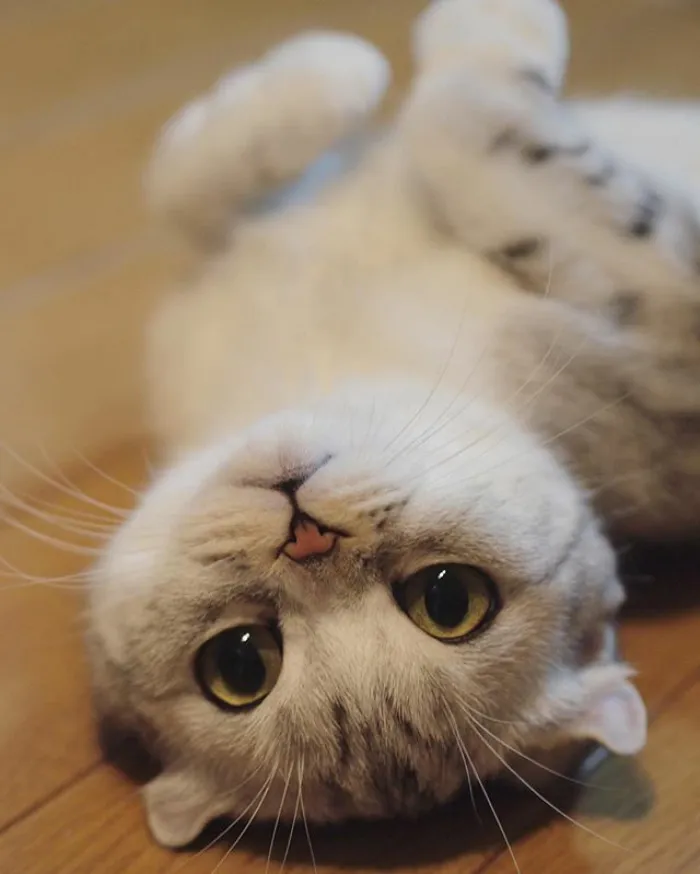 Meet Hana, A Japanese Kitty With Incredibly Big Eyes Who Is Taking Instagram By Storm