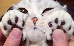 Meet Hana, A Japanese Kitty With Incredibly Big Eyes Who Is Taking Instagram By Storm