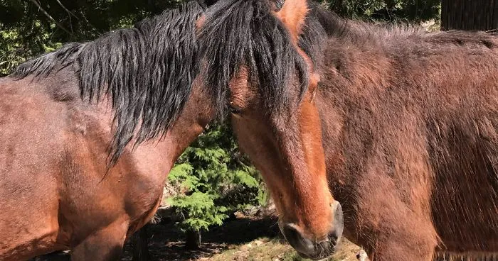 Can You Tell Which Horse This Head Belongs To?