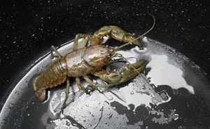 79 Incredible Pics That Will Make You Look Twice To Understand What You’re Seeing