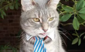 This Cat Enjoys Dressing Up!
