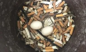 Pigeon Found The Best Place For Laying Eggs