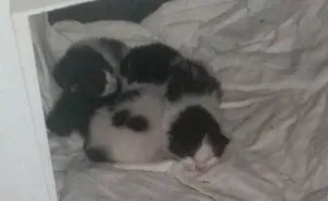 Rescued Kittens From Bird's Nest