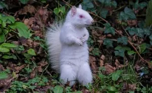 Rare Albino Squirrel Is Photographed