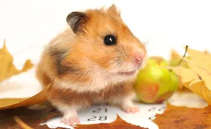 Why We Love Our Corporate Hamster