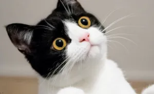 Meet Izzy, The Cat With The Most Expressive Face