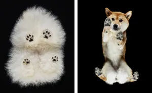 Under-Dogs: I Photograph Dogs From Underneath