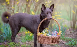 Easterphotos Kelpie Style!