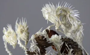 Intricate Mythically Inspired Creatures Constructed From Assorted Animal Bones