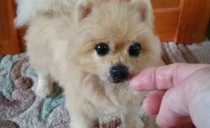 I Needle-Felt Little Dogs