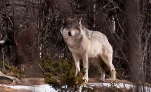 I Took Powerful Portraits Of Wolves In Norway