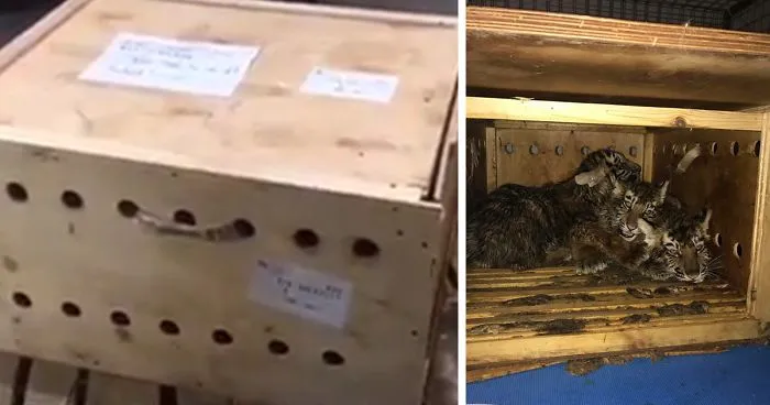 Mysterious Box Sat At The Airport For 7 Days Until Someone Finally Helped The Animals Trapped Inside (UPDATED)