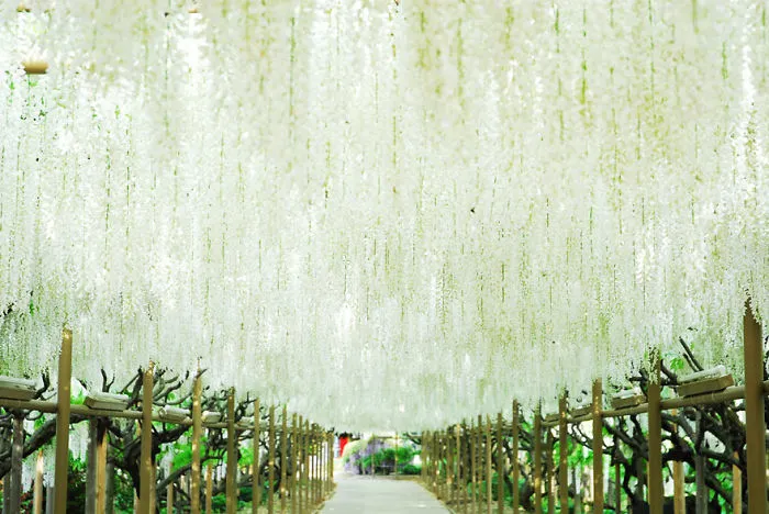 10+ Razones por las que deberías dejarlo todo y visitar el festival de las glicinias en Japón