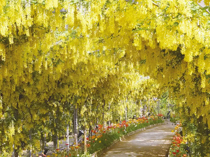 10+ Razones por las que deberías dejarlo todo y visitar el festival de las glicinias en Japón