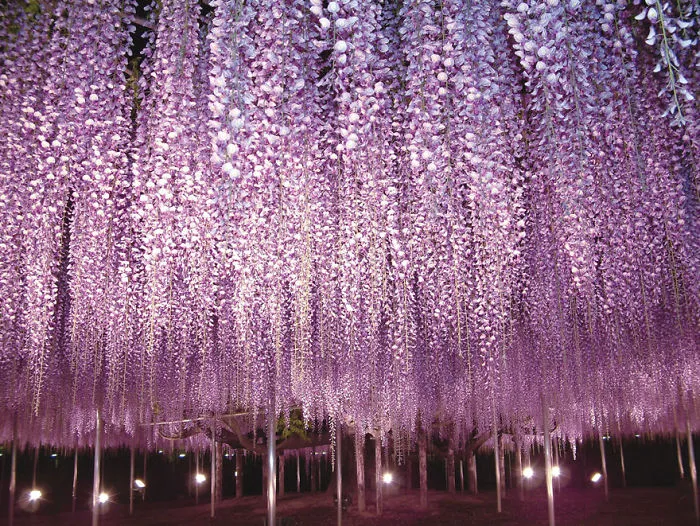 10+ Razones por las que deberías dejarlo todo y visitar el festival de las glicinias en Japón